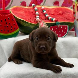 Teal - Chocolate female Labrador Retriever puppy in Heath Springs, South Carolina from Rich Hill Retrievers