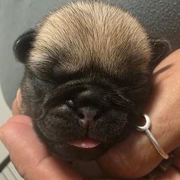 Beba Grumbledore-Orange Collar - Fawn female Pug puppy in New Braunfels, Texas from Kex Pug Haus