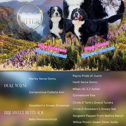 Bernese Mountain Dog puppies from Bunn Ranch Goldens & Bernese