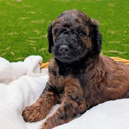 Rocky Road - Sable male Goldendoodle puppy in Flagstaff, Arizona from Pat's Poodle Pups & Moore