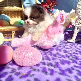 Lily - Chocolate parti Pomeranian puppy in Cass City, Michigan from Lil'Fevre Chihuahuas