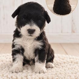 Tucker - Black and white male Aussiedoodle puppy in Hudson, Michigan from Haas Pawz