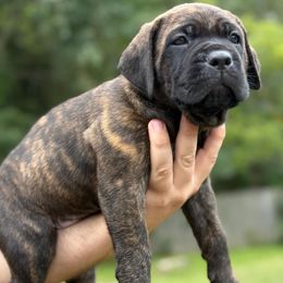 Cane Corso Puppies from TrinityForce Cane Corso
