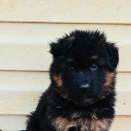 Aqua - Black and red male German Shepherd puppy in Bradley County, Tennessee from Chestuee German Shepherd