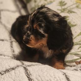 Dachshund Puppies from Darling Dachshunds