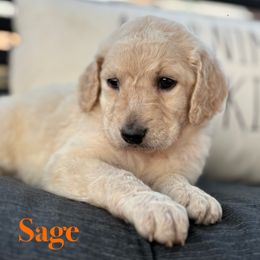 Sage - Cream female Goldendoodle puppy in Greenville, North Carolina from ENC Goldendoodles