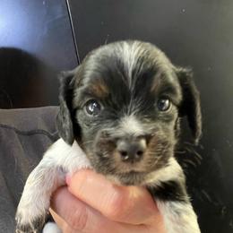 Peggy Sue - Piebald female Dachshund puppy in Bigfork, Minnesota from Dachshunds Up North