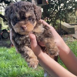 Boy 1 - Shihpoo puppy in Sumter, South Carolina from Big mama’s pups