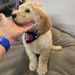 Goldendoodle Puppies from Jeanbeans Doodles