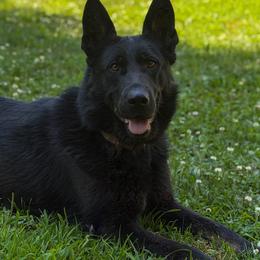 Kara - German Shepherd