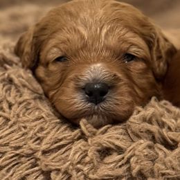 Cavachon, Cavalier King Charles Spaniel, and Cavapoo Puppies from LierChonPoo