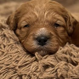 Cavachon, Cavalier King Charles Spaniel, and Cavapoo Puppies from LierChonPoo