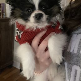 Papillon Puppies from Tylane Papillons