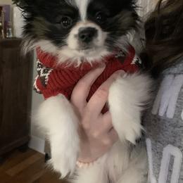 Papillon Puppies from Tylane Papillons