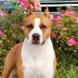 Cora - American Staffordshire Terrier