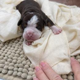 Gino - Red male Olde English Bulldogge puppy in Camdenton, Missouri from Mule Pool Olde English Bulldogges