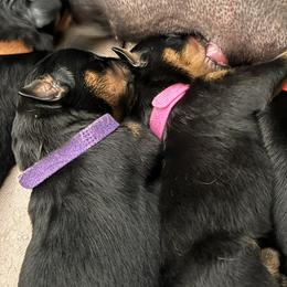 Pink - Black and mahogany female Rottweiler puppy in Concord, North Carolina from KJB Kennels