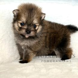 Clark - Orange sable male Pomeranian puppy in Redlands, California from Torrey Hills Poms