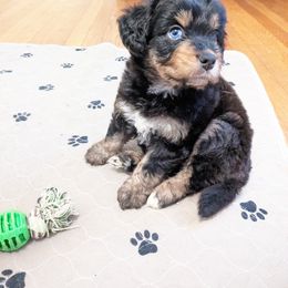 Aussiedoodle, Australian Shepherd, and Golden Retriever Puppies from Hope & Joy Acres