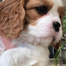 Cavalier King Charles Spaniels and Pembroke Welsh Corgis from Royal Cavaliers & Corgis