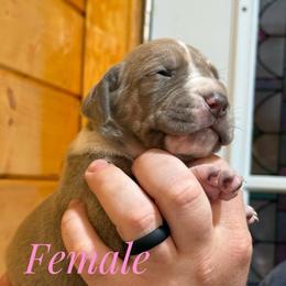 Blue  brindle all white chest - Brindle female Great Dane puppy in Greenville, South Carolina from Allen’s Ridge Ranch