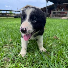 Yoda - Black and white male Border Collie puppy in Winnsboro, Texas from Pecan Grove Pups