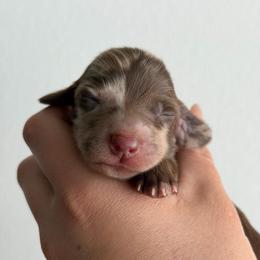 Chocolate Dapple Male - Dapple male Dachshund puppy in El Paso, Texas from IVK9's Dachshunds