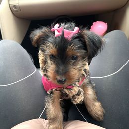 Yorkshire Terrier Puppies from Many Minnie Yorkies