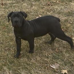 Light pink collar female - Black female Boerboel puppy in Rockford, Illinois from Adoraboerboels