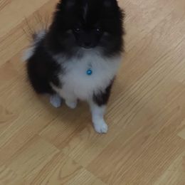 Pomeranian Puppies from Azur Pomeranians