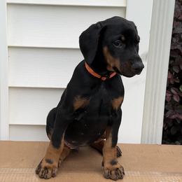 Bella - Black and rust female Doberman Pinscher puppy in Mc Donough, Georgia from Davis Doberman Pinschers