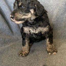 Bernedoodle Puppies from Crider’s Critters