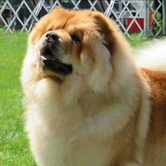 Chow Chow from Cameo Chows