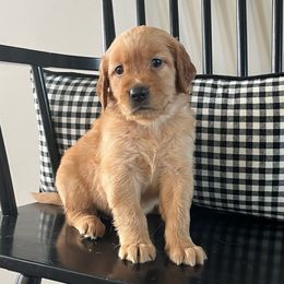 Pink - Golden female Golden Retriever puppy in Lake City, Minnesota from Windcliff Goldens