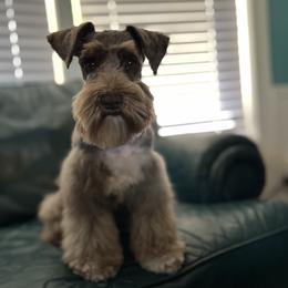 Roxy - Miniature Schnauzer