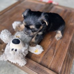 Miniature Schnauzer and Yorkshire Terrier Puppies from Copper Rose Farm