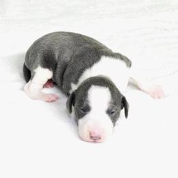 Yara Male 3 - Blue male Italian Greyhound puppy in Sparta Tn And Caryville Fl, Tennessee from Summerwind Kennel