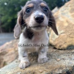Rocky - blue and tan piebald LH - Blue and tan male Dachshund puppy in East Dover, Vermont from Audet’s Mini Dachshunds
