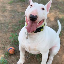 Dixie - Bull Terrier