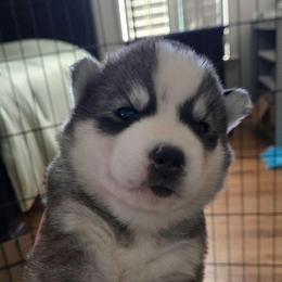 PURPLE Girl - Gray and white female Siberian Husky puppy in Canton, Georgia from Mayhemhuskies