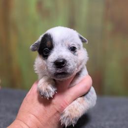 Orange Collar Female - Blue female Australian Cattle Dog puppy in Riverton, Utah from Rundown Ranch Cattle Dogs