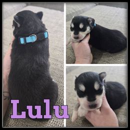 Lulu - Black and white female Siberian Husky puppy in Wheeler, Michigan from Haase Family Kennels