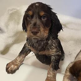 Joseph Boy 1 - Liver white and tan English Springer Spaniel puppy in Statesville, North Carolina from Rockin’ Slow Farms