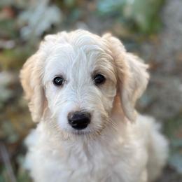 Coconut - Cream male Labradoodle puppy in Somerset, California from Annie’s Animals