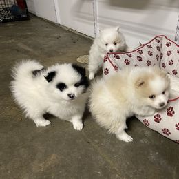 Pomeranian Puppies from MJ’s Pomeranians