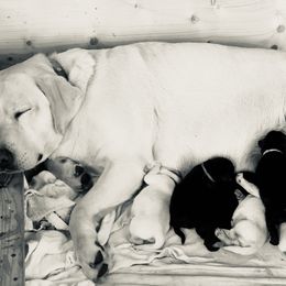Yellow - Black female Labrador Retriever puppy in Pendleton, South Carolina from DogSmith Purebreds