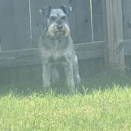 Lucky - Miniature Schnauzer