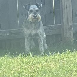 Lucky - Miniature Schnauzer