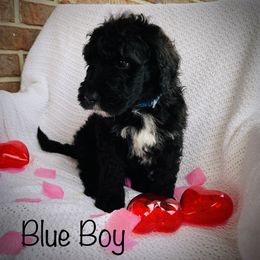 Boy 4 - Black and white Bernedoodle puppy in Jamestown, Tennessee from Yellow Cliff Doodles