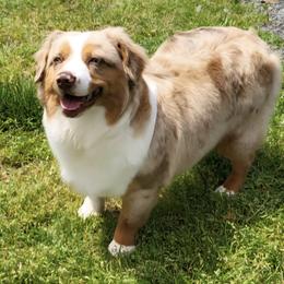 Boy 3 - male Miniature American Shepherd puppy in Pasco, Washington from ROCK CREEK LABRADORS Pasco, WA